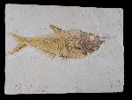 Diplomystus dentatus COPE 1877 - Bild © FossNet FossilienStore